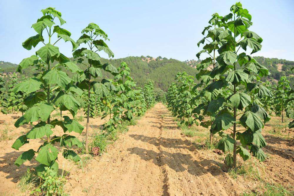 Promisiuni false cu plantații de Paulownia: mii de români, păcăliți