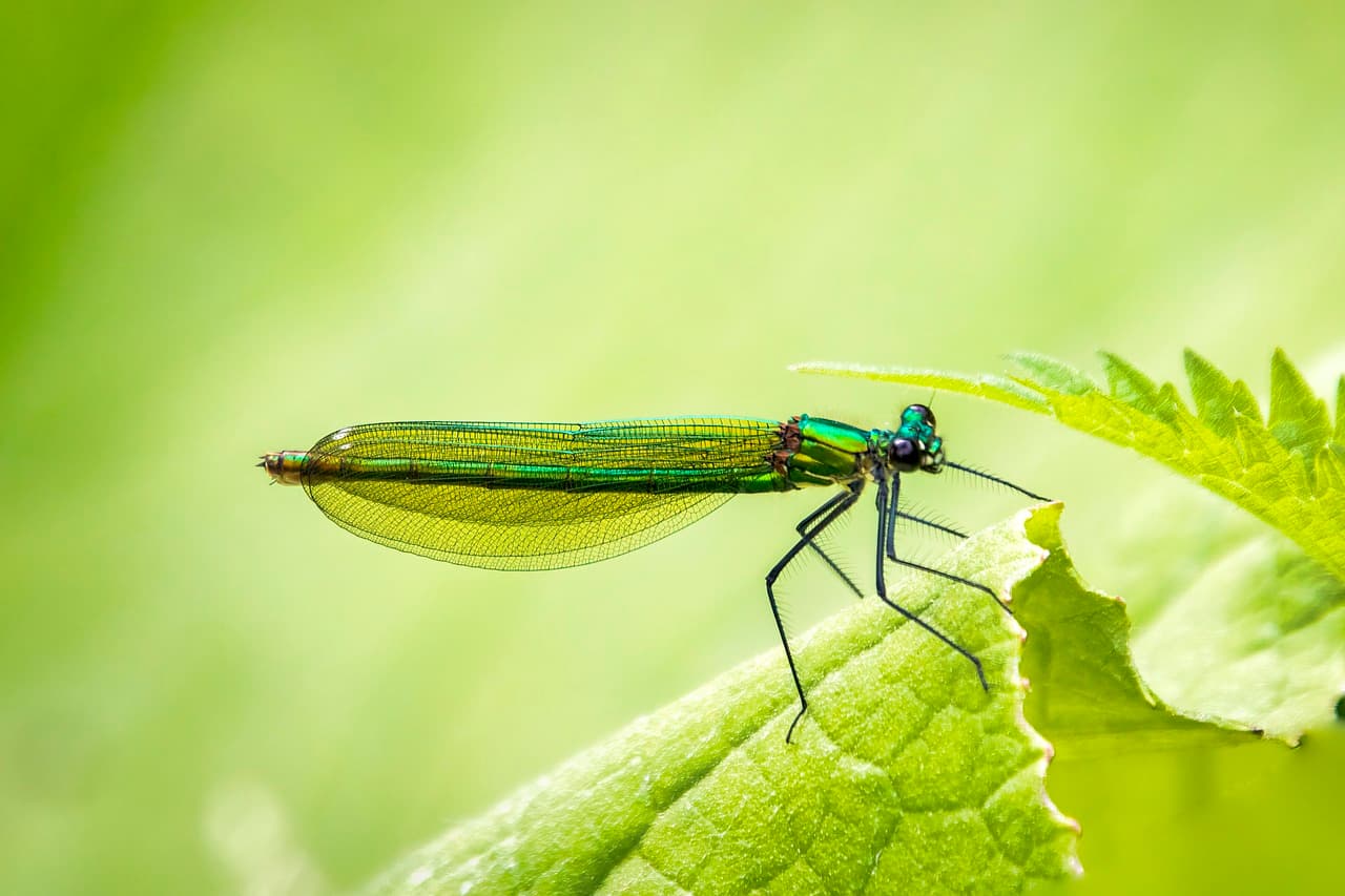 Fermele de insecte: Soluția viitorului pentru proteine sustenabile în hrana animalelor