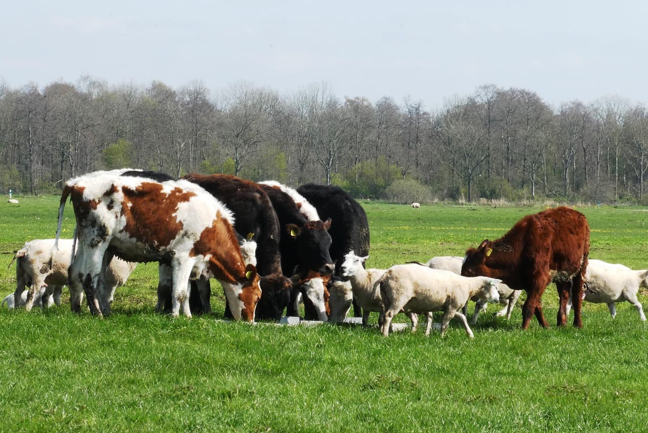 România pierde peste 800 mii de bovine, ovine și porcine în doar trei ani! Scăderi alarmante în sectorul zootehnic