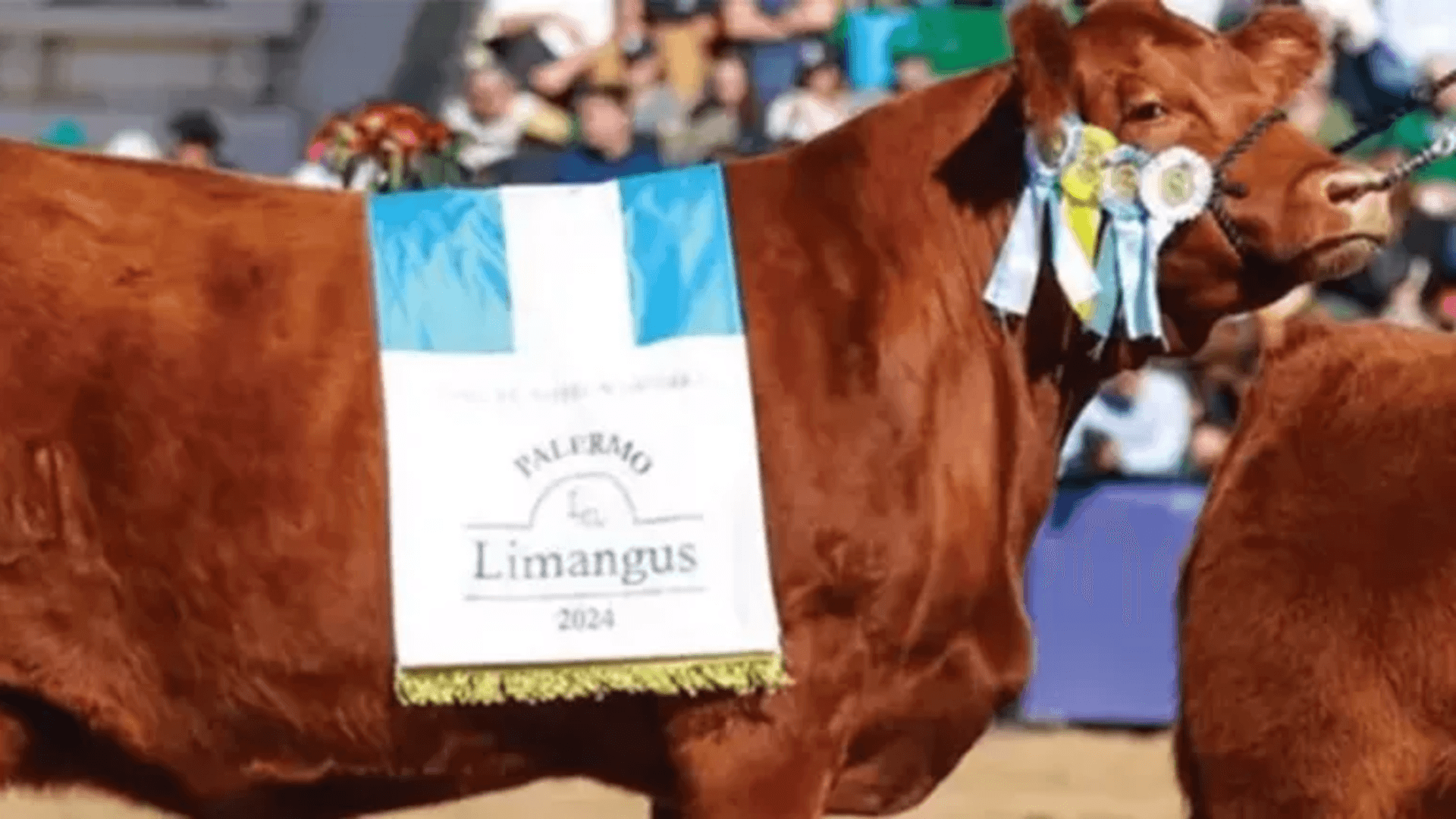 Cea mai frumoasă vacă din lume, premiată în Argentina