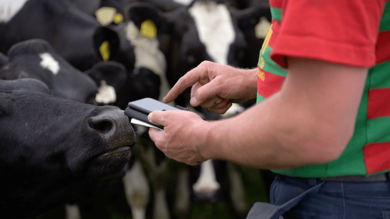 UE sprijină Moldova cu 4,1 milioane euro pentru siguranța animalelor și sănătatea publică