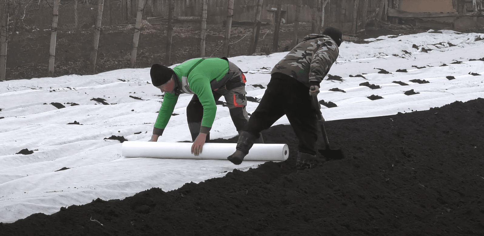 Un tânăr din Ștefan Vodă cultivă cartofi timpurii plantați în ianuarie
