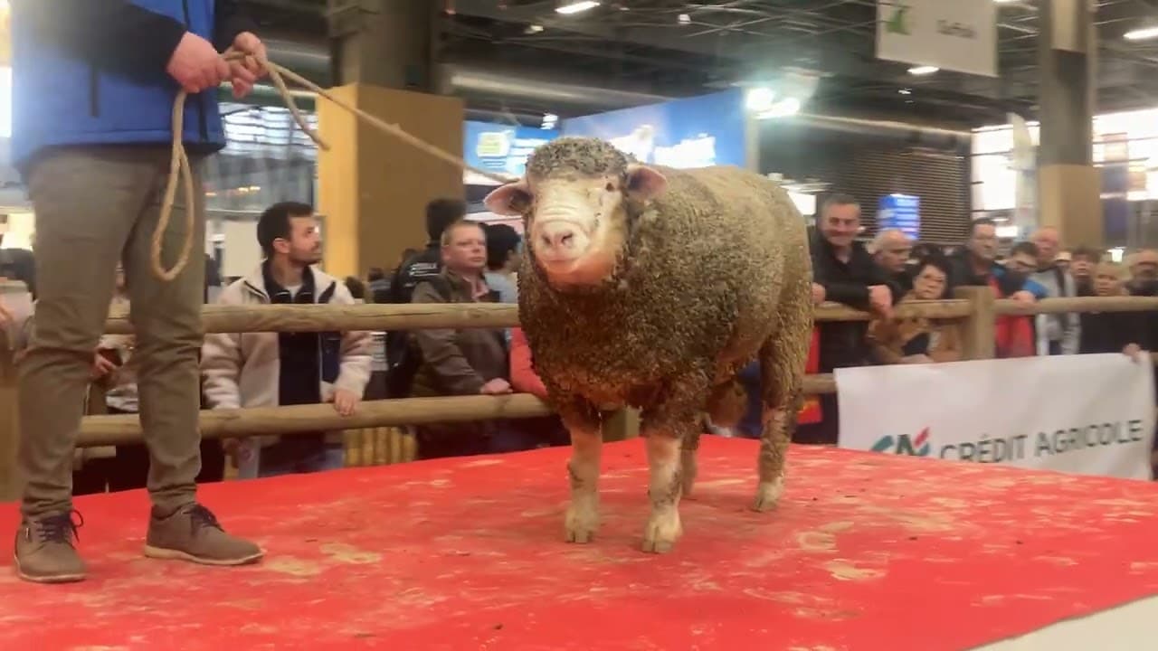 Licitație internațională de berbeci la Salonul Agricol din Paris
