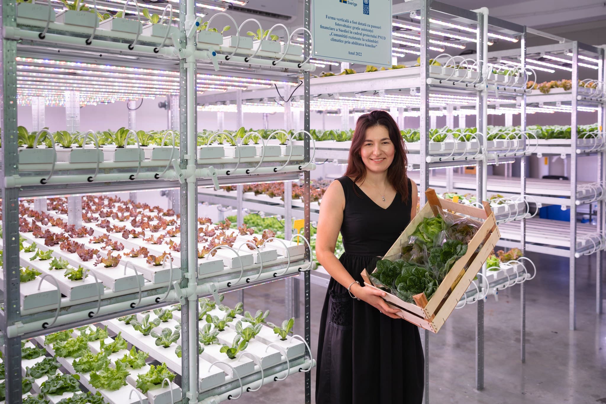 O antreprenoare din Moldova cultivă salată într-o seră hidroponică modernă