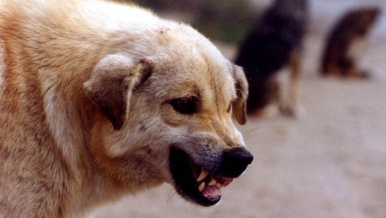 Maidanezi pe străzile Chișinăului! Peste 200 de atacuri anul trecut