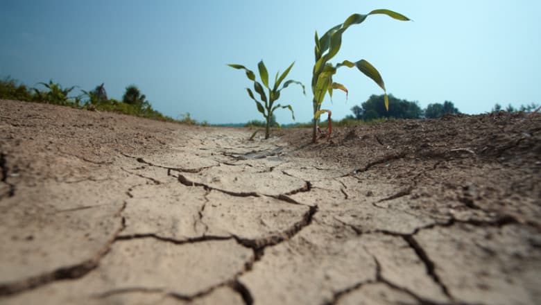 Seceta amenință culturile agricole. Fermierii, în căutare de soluții