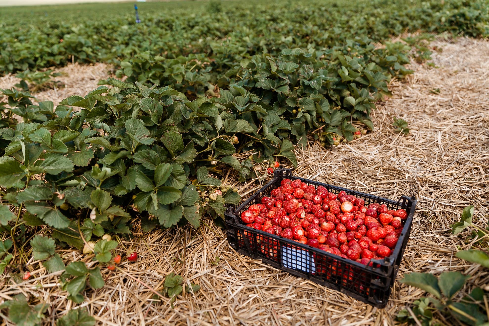 Căpșuni moldovenești la export: Clusterul bacifer din Ungheni cucerește piața din Europa