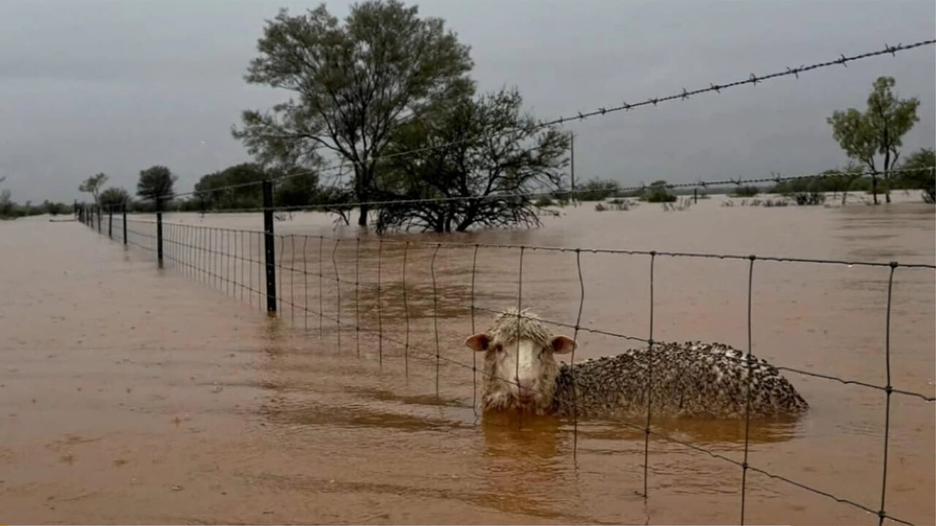 Apocalipsa din Australia: 500 mii de animale înecate