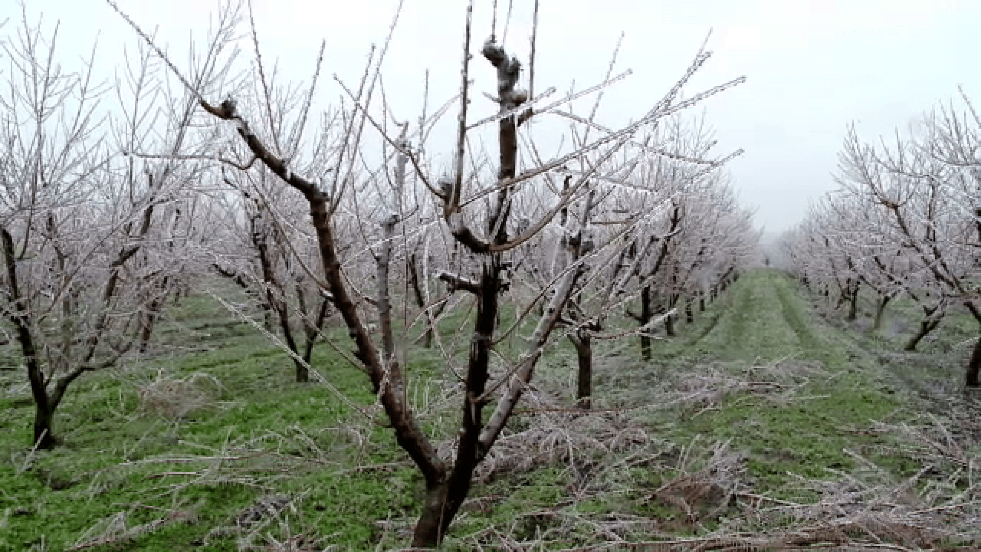 De câteva zile în șir, agricultorii luptă din răsputeri să-și salveze livezile de înghețuri, care pot să le compromită roada din acest an