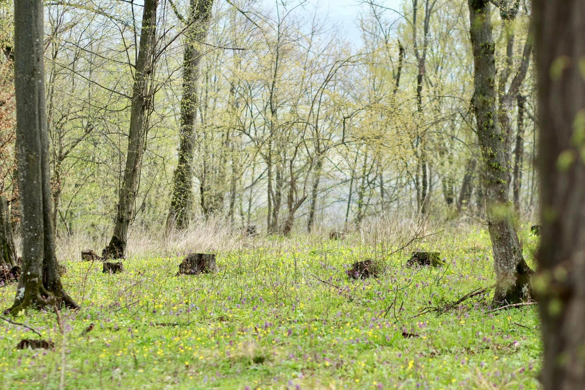România sprijină Moldova în realizarea primului Inventar Forestier Național
