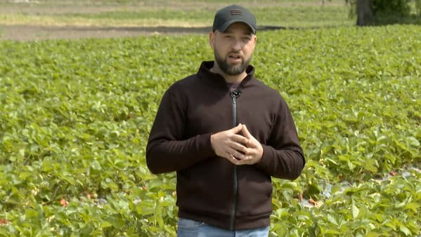 Agricultor din Copanca, lovit de înghețuri: căpșune cu grijă crescută, dar recoltă redusă cu 40 la sută