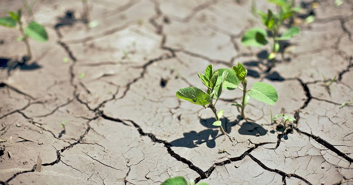 Agricultorii avertizează: fără ploi, recolta e în pericol