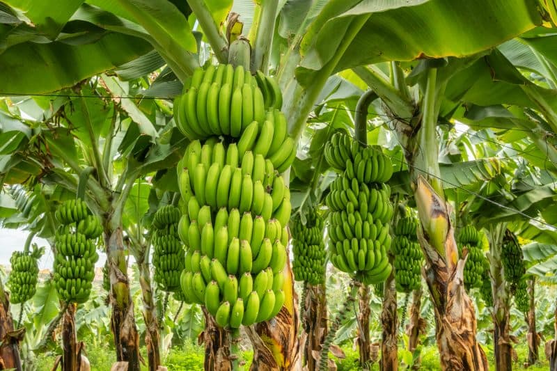 Bananele, în pericol din cauza climei: Două treimi din plantațiile globale riscă să dispară