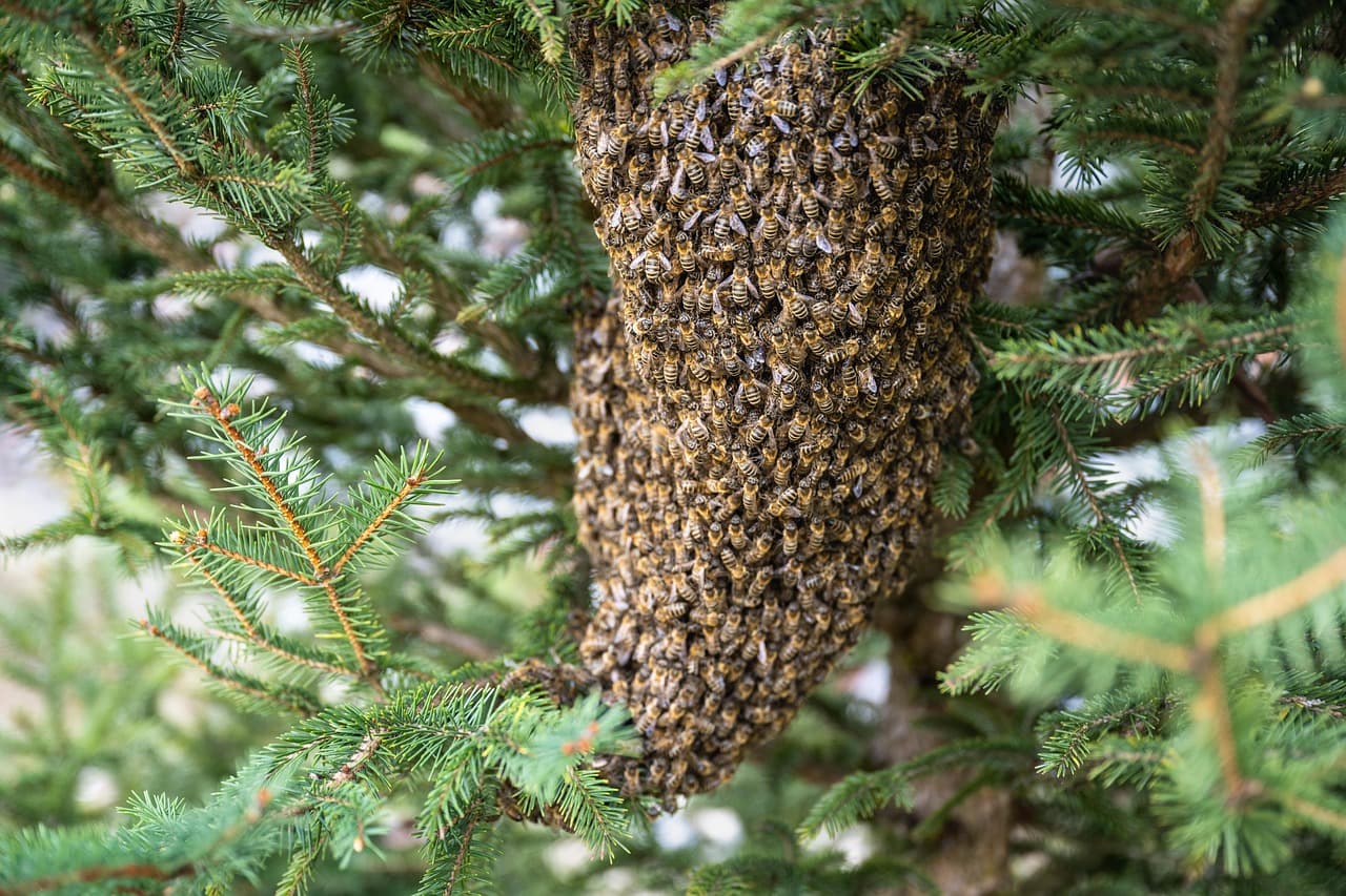 Pericol sau aliat al naturii? Ce trebuie să faceți dacă găsiți un roi de albine lângă locuință