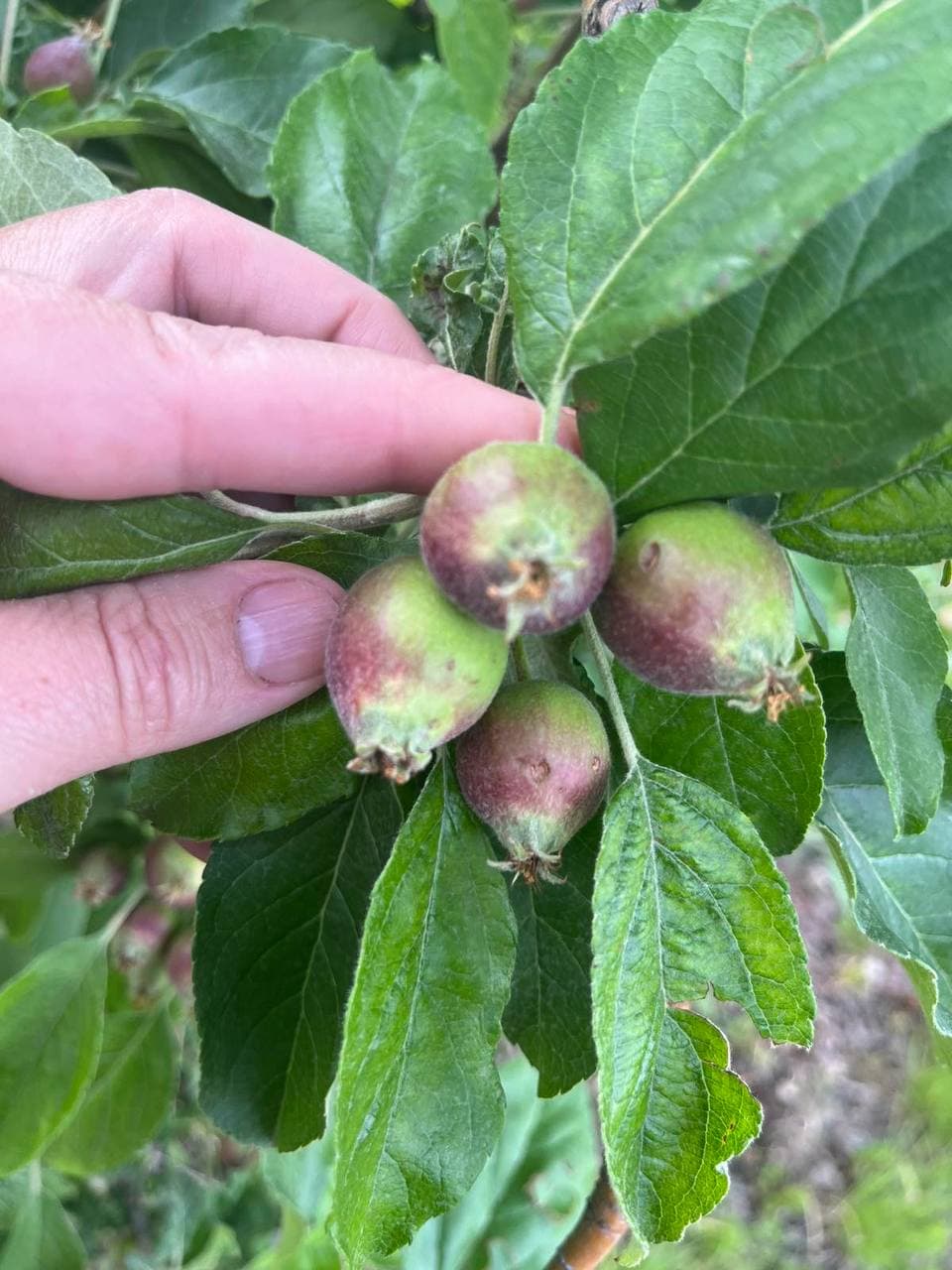 Agricultura în colaps: Asociația ,,Moldova Fruct” trage un semnal de alarmă