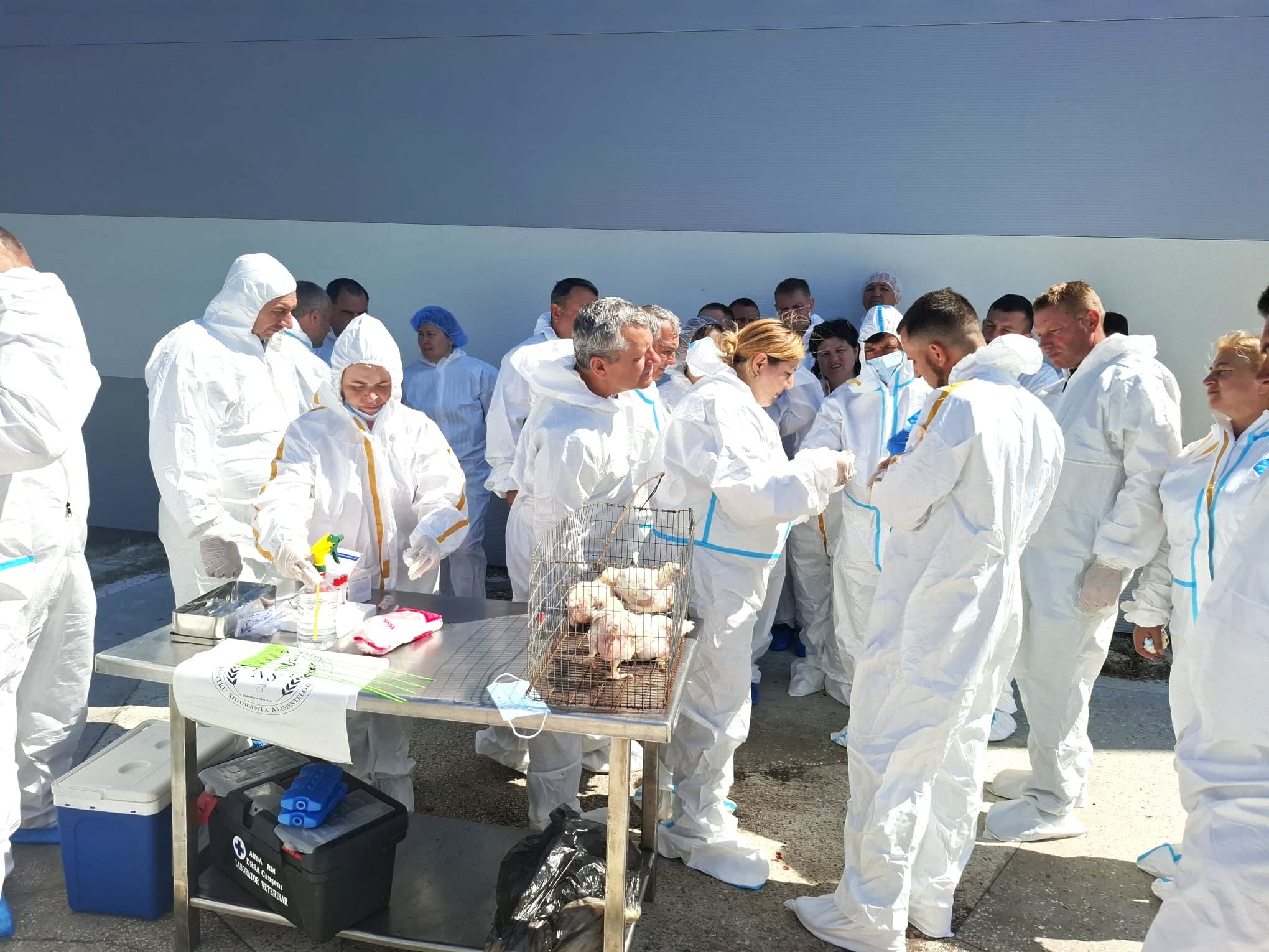 Medicii veterinari ANSA participă la un exercițiu practic de recoltare a probelor la animale vii