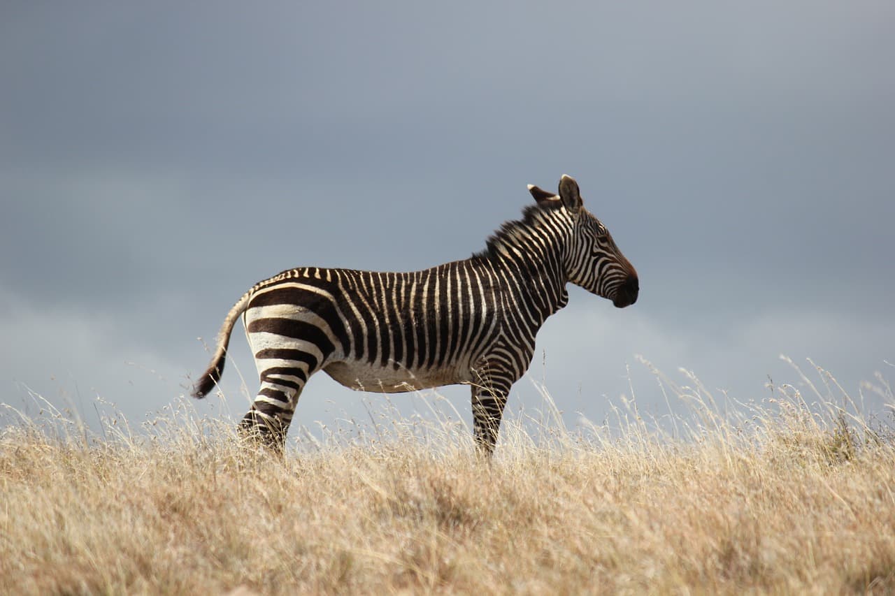 Zebra evadată, capturată cu elicopterul după o săptămână de căutări în Tennessee