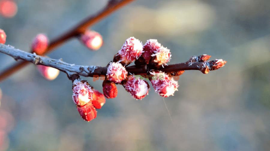 Înghețurile din aprilie au fost mai puternice decât în ultimii 50 de ani, iar majoritatea fructelor au fost stricate