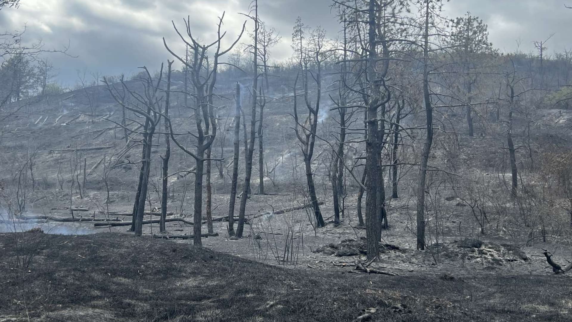 Incendiu de vegetație la Copanca: 200 ha de pădure și două case, salvate de pompieri