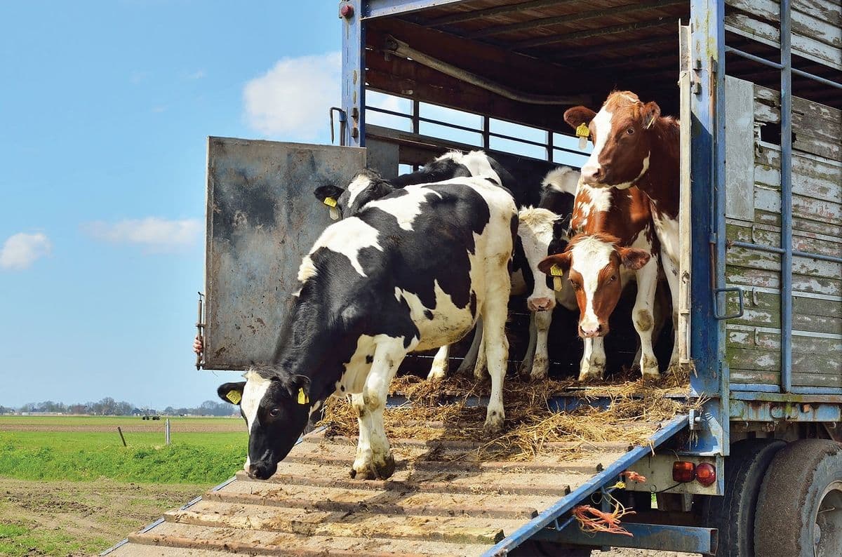 Moldova adoptă noi reguli pentru sănătatea animalelor și transportul acestora