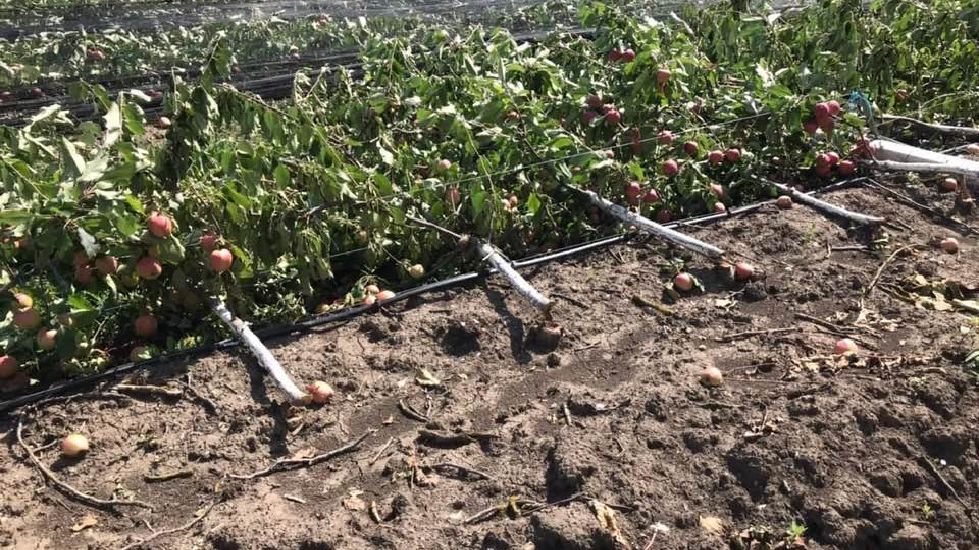Grindina și ploile au distrus zeci de hectare de culturi în nordul țării