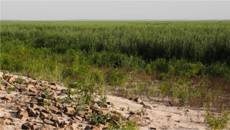 O pădure uriașă a apărut în locul lacului Kahovka din Ucraina distrus în război