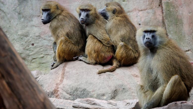 Scandal la o grădină zoologică din Germania: 12 babuini au fost eutanasiați din lipsă de spațiu