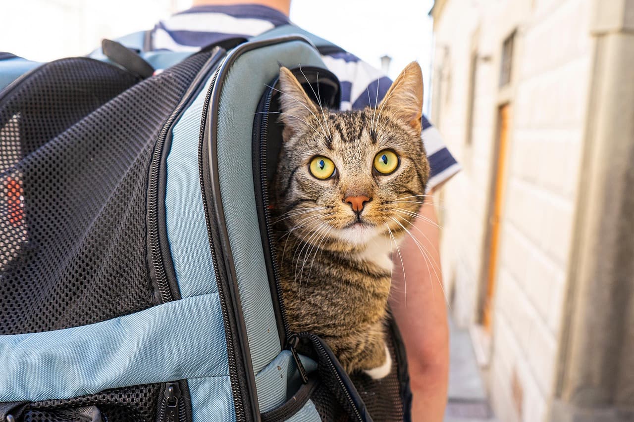 ANSA digitalizează procesul de obținere a certificatului veterinar pentru animalele de companie