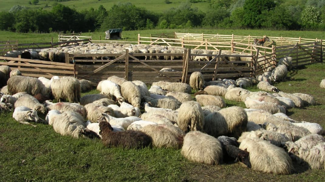 Primul focar de variolă ovină confirmat în România