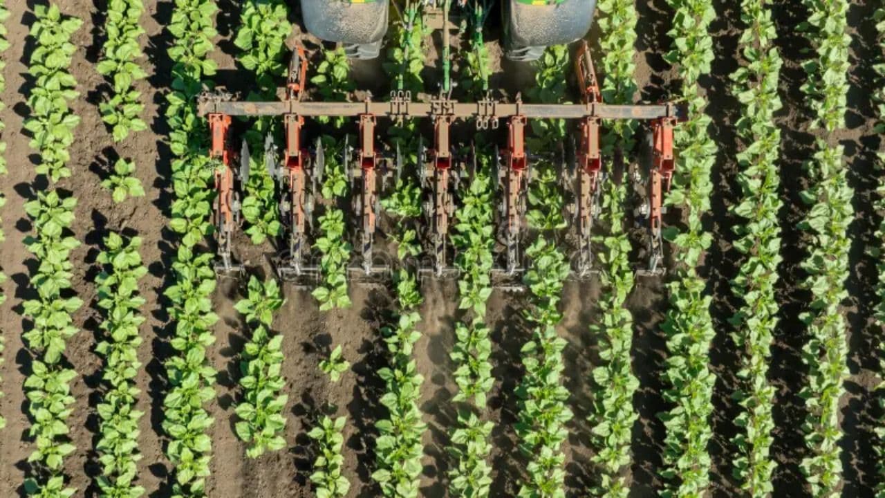 Prășitul la floarea-soarelui – un aliat strategic pentru o cultură sănătoasă și productivă