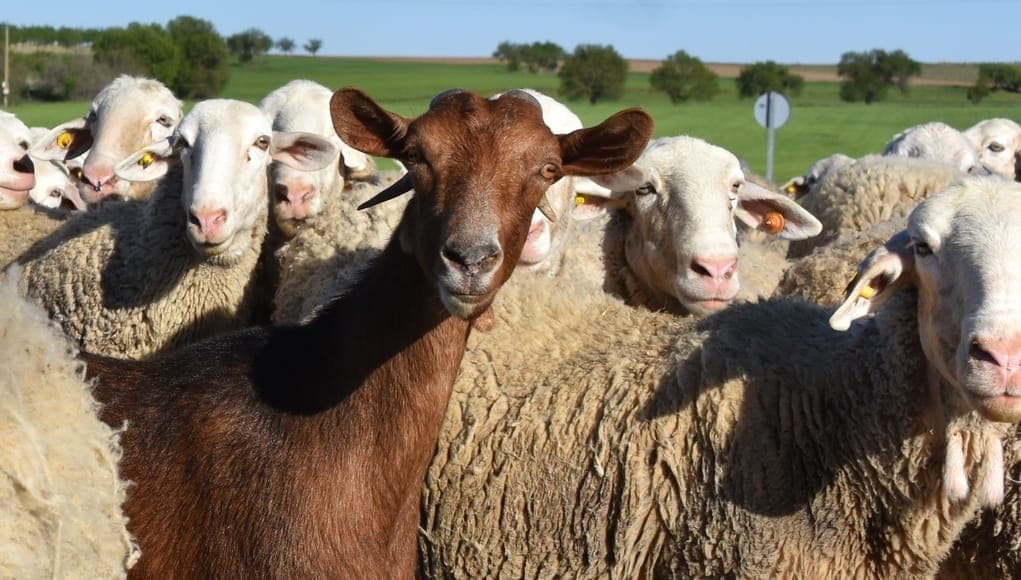 Fermierii mai au două săptămâni pentru a solicita subvenții pe cap de animal