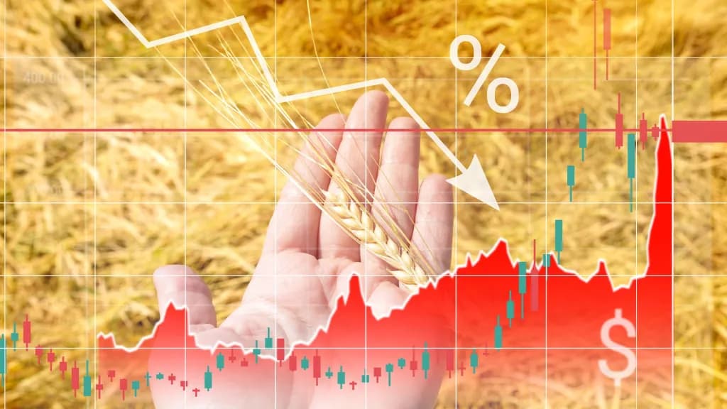 Prețul grâului în țările europene se apropie de minimul ultimilor 5 ani