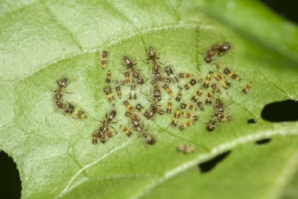 Mai mulți dăunători amenință Agricultura Europeană