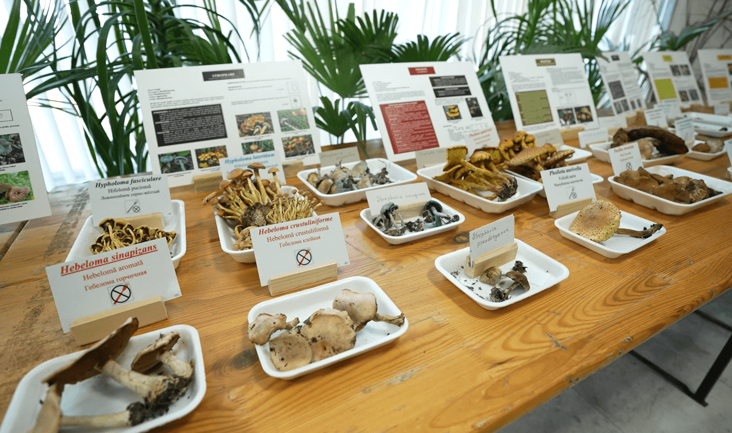 Expoziția educativă de la Grădina Botanică: Cum să identifici ciupercile comestibile și să eviți cele toxice