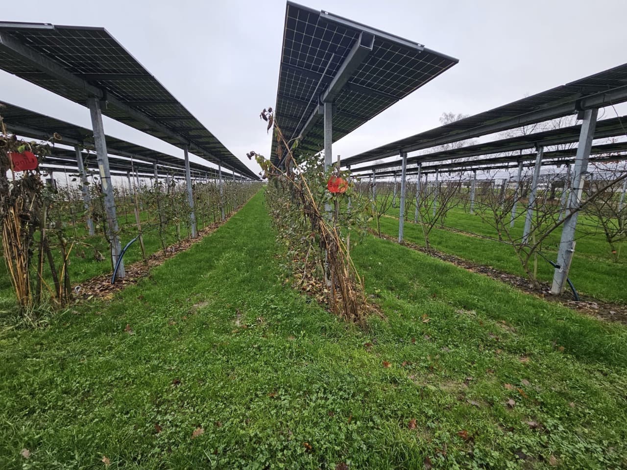 Moldova lansează primul ghid pentru sisteme agrivoltaice