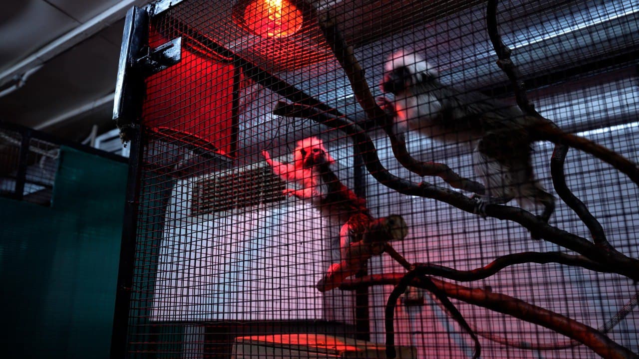 Grădina Zoologică din Chișinău, în plină iarnă: cine rezistă gerului și cine nu