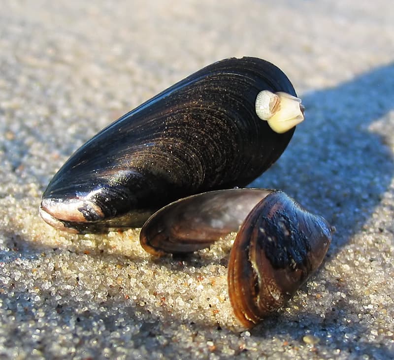 Cum a ajuns o specie de scoici din Marea Neagră să devasteze ireversibil Lacul Geneva și Marile Lacuri din SUA