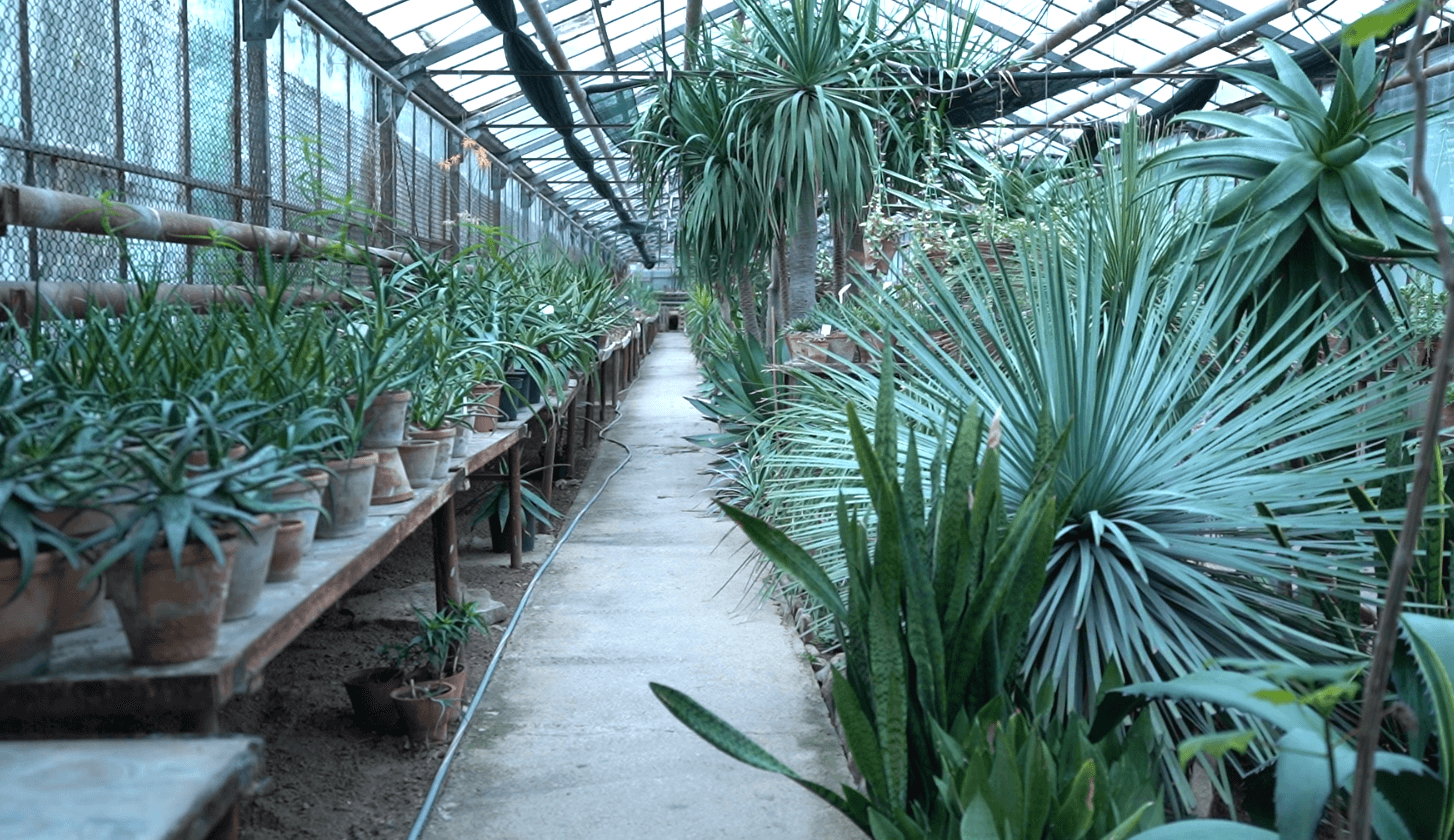 Serele Grădinii Botanice au trecut cu bine peste gerurile din februarie