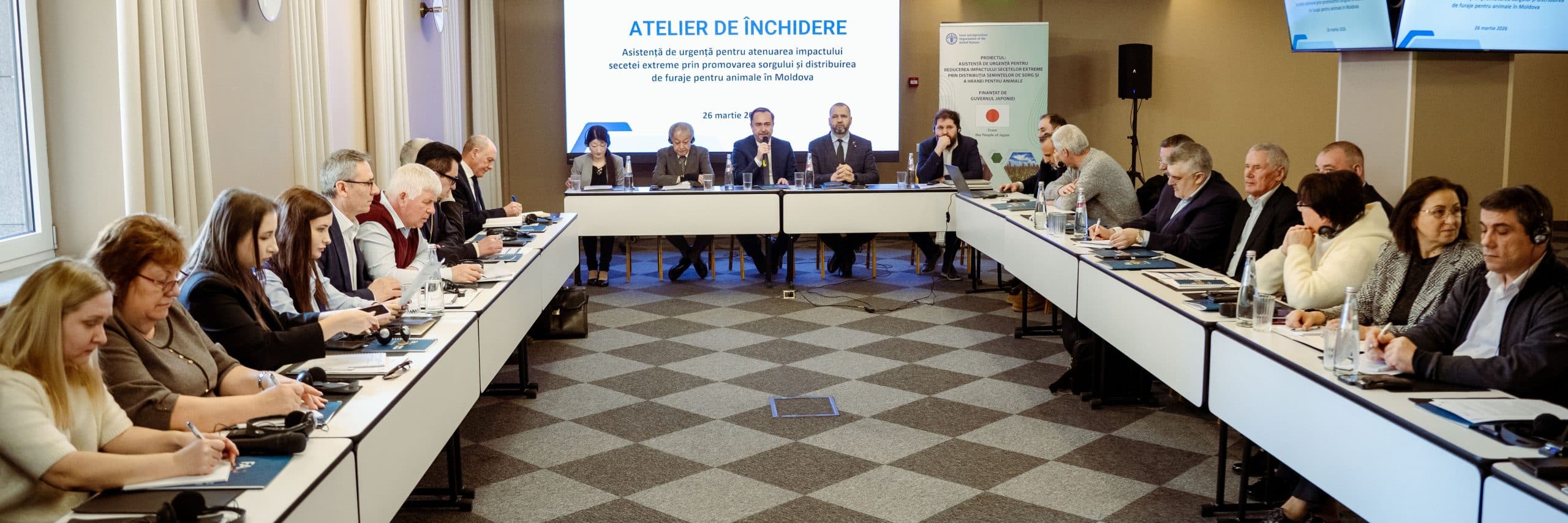 Sorgul, soluția fermierilor contra secetei