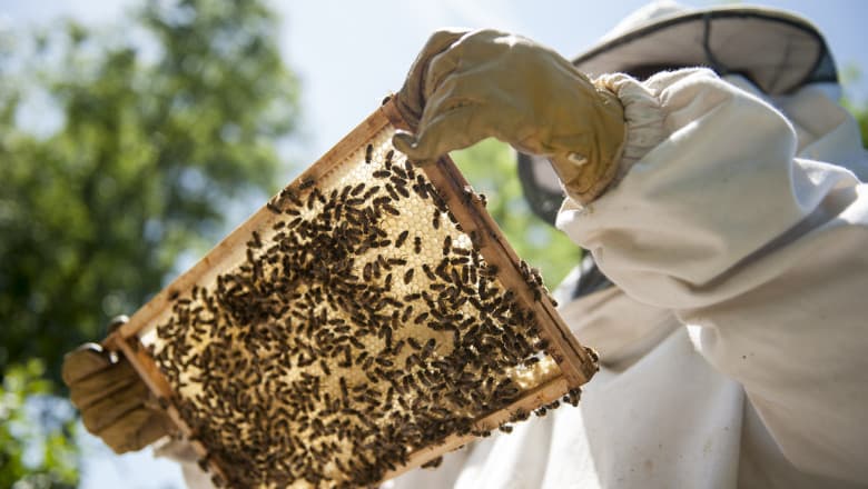 Insecticidele folosite de agricultori omoară albinele