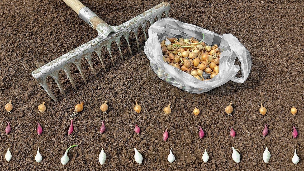 A început munca în câmp. Agricultorii pregătesc solul pentru semănatul de primăvară