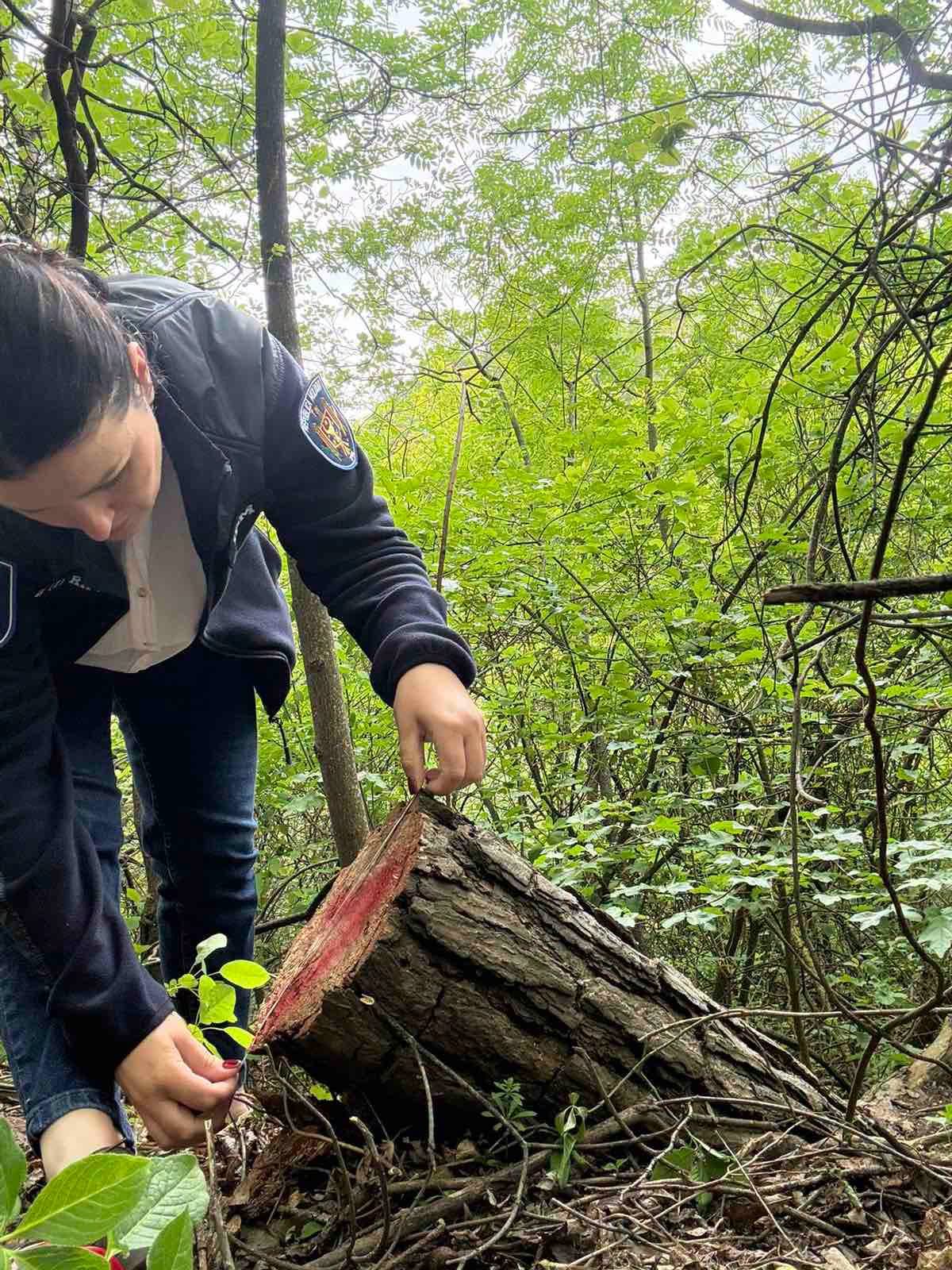 16 arbori tăiați ilegal și două cazuri de poluare, depistate la Florești