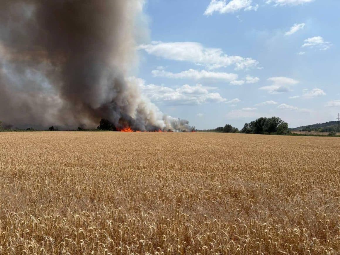 38 de hectare de grâu, distruse de un incendiu la Purcari