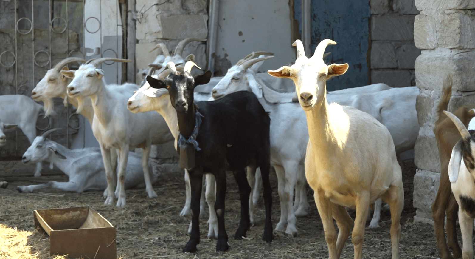 Cum își protejează fermierii animalele în zilele cu temperaturi ridicate