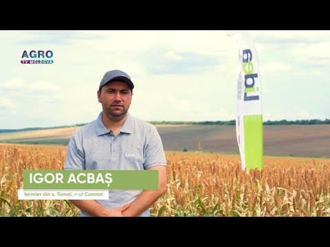Hibrizii de sorg de la LIDEA: performanță ridicată și reziliență în fața schimbărilor climatice