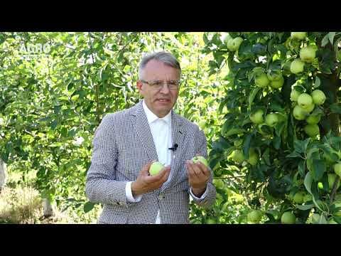 Condițiile optime de recoltare și păstrare a merelor de soiurile Golden Delicious și Renet Simerenco