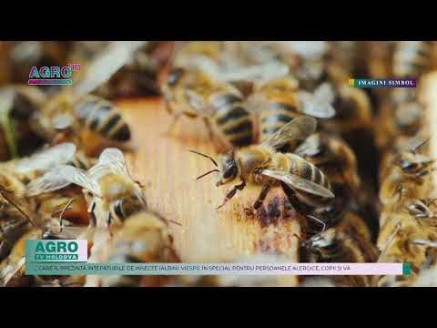 Atenție la înțepăturile de insecte și plantele alergenice, avertizează specialiștii