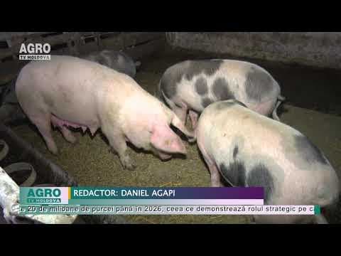 VIDEO/Porci hrăniți cu mâncare din insecte