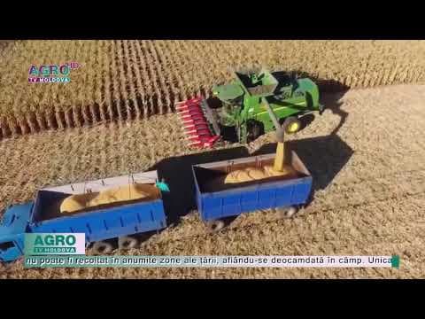 „Agricultorii vor reuși să recolteze porumbul în totalitate”