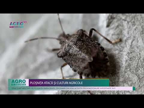 Peste 110 specii horticole, afectate de ploșnița marmorată